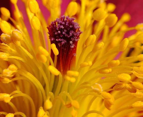 stamens