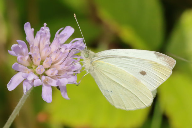 pieridae