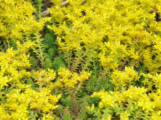 sedum
