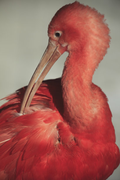 ibis