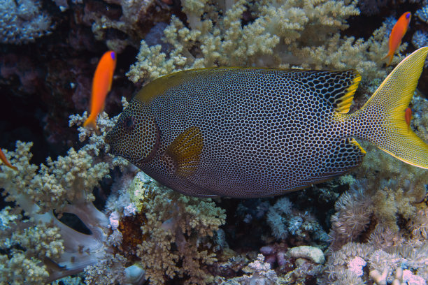 rabbitfish