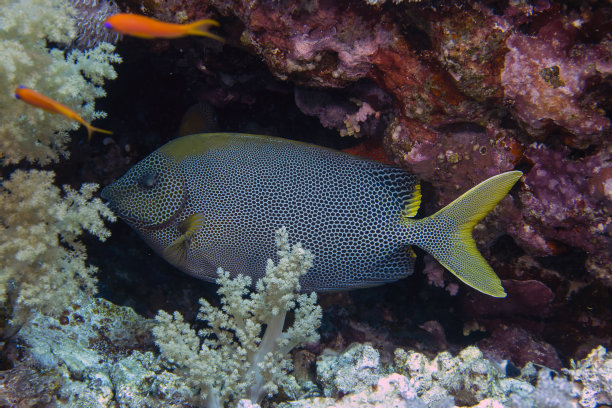 rabbitfish