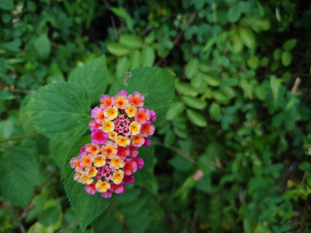 lantana