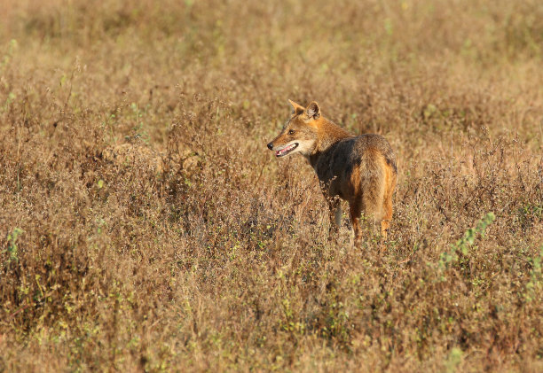 jackal