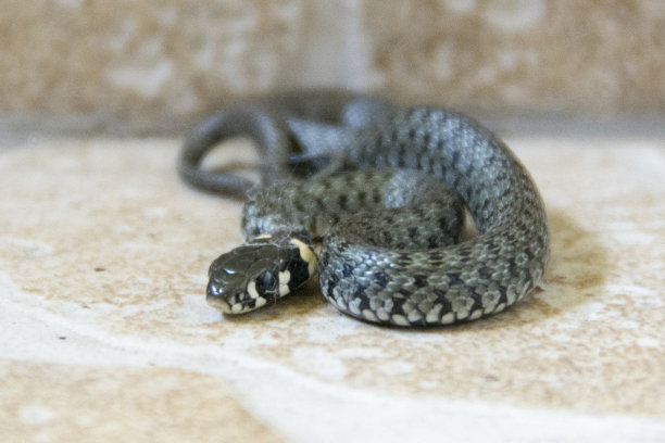 natrix