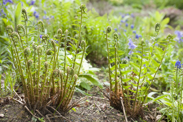 fiddlehead