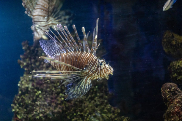 lionfish