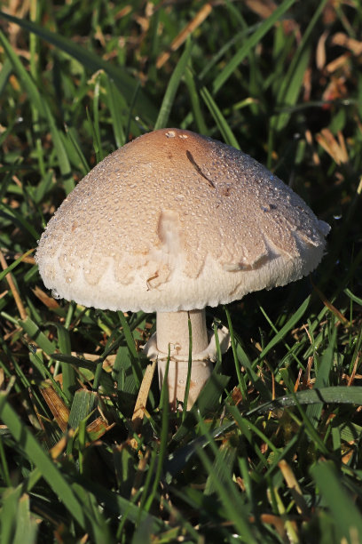 agaric