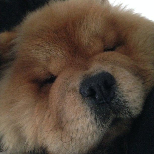 chow