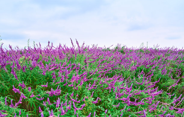 salvia