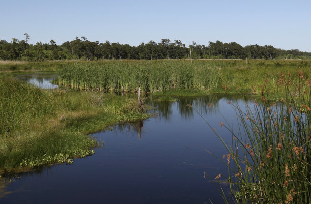 marsh