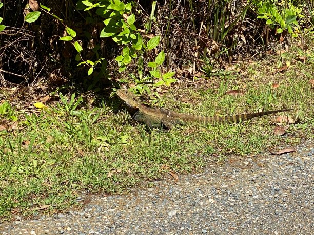 physignathus