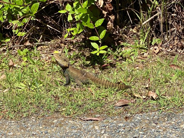 physignathus