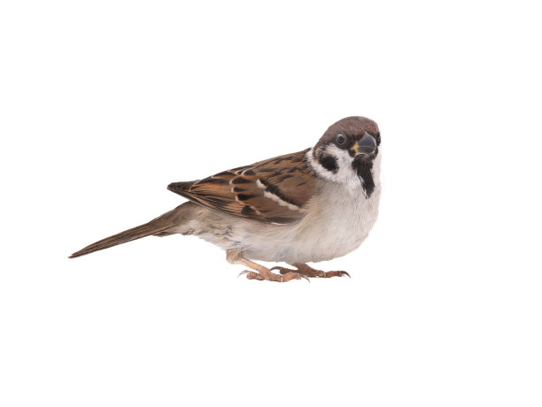 sparrow