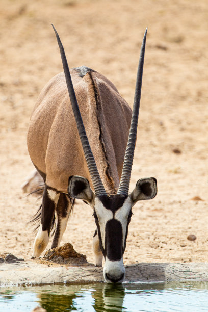 gemsbok
