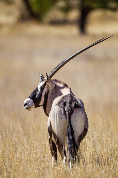 gemsbok