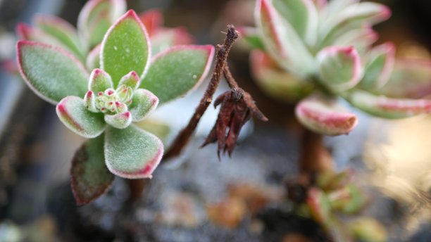 crassula
