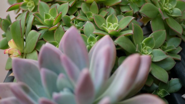 crassula