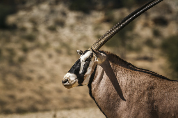 gemsbok