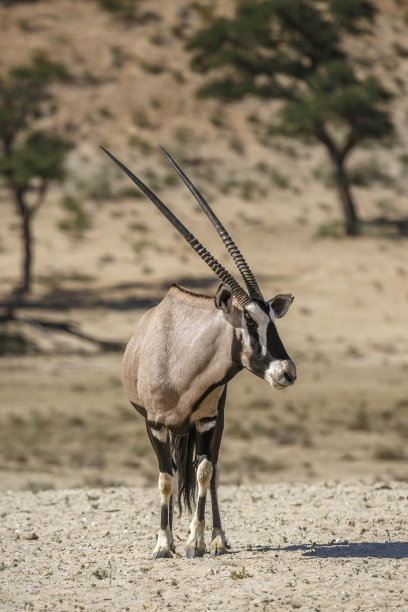 gemsbok