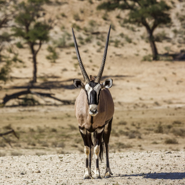 gemsbok