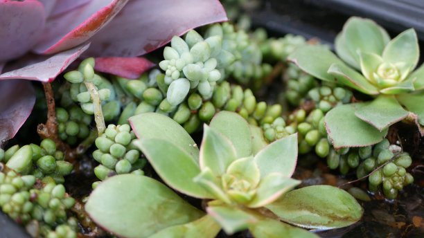 crassula