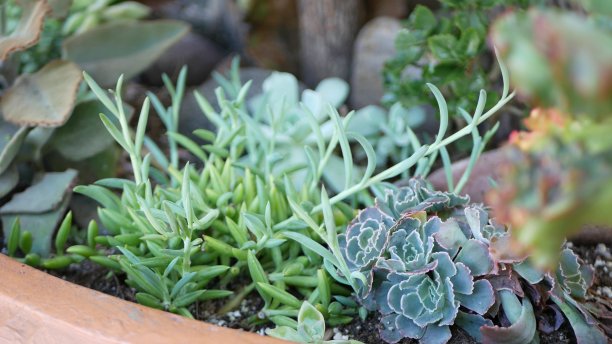 crassula