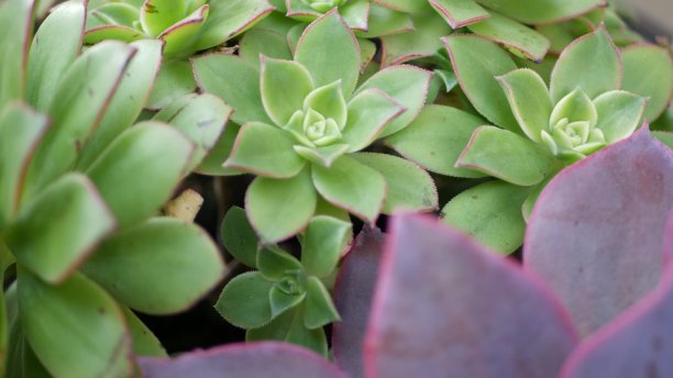 crassula