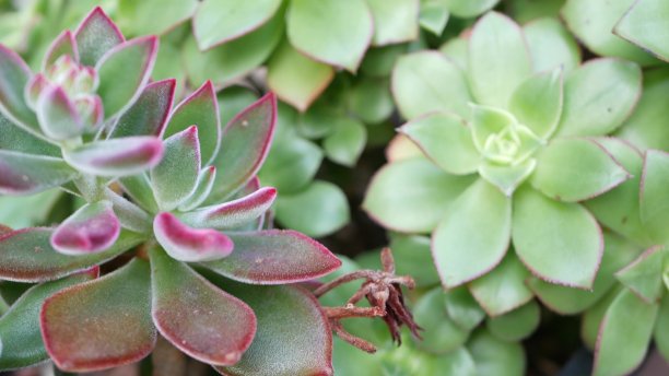 crassula