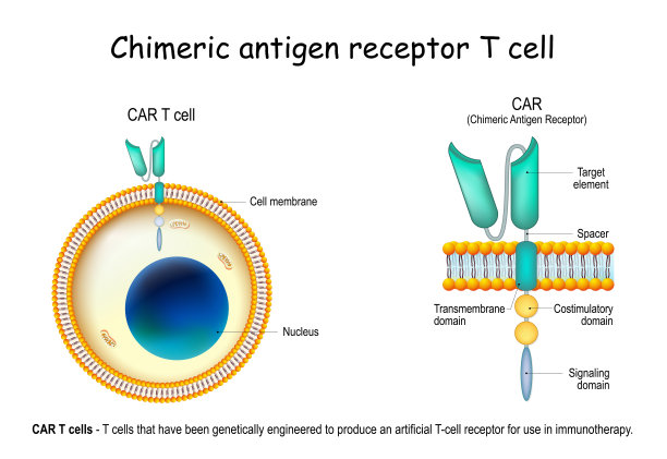 cd4