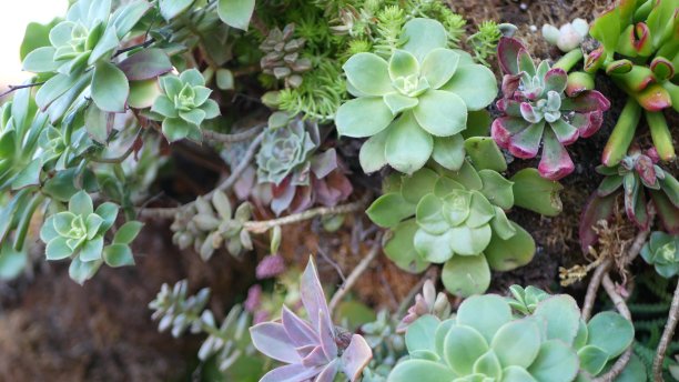 crassula