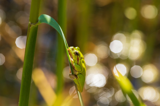 dendrobates