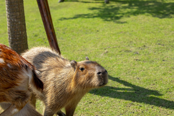 capybara