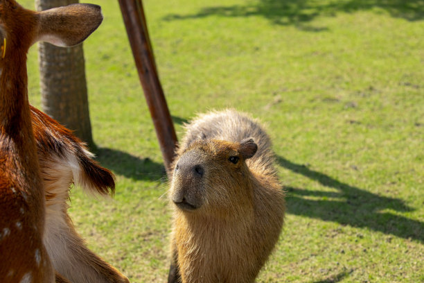 capybara
