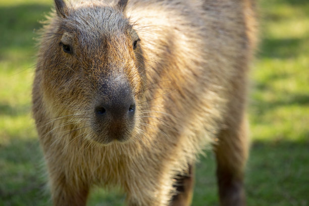 capybara