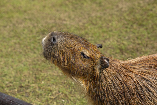 capybara