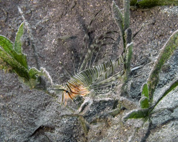 lionfish