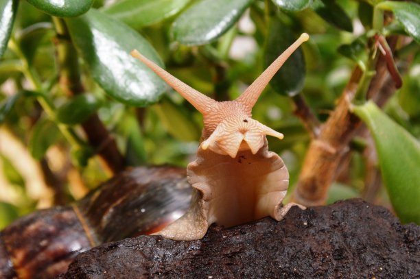 snail