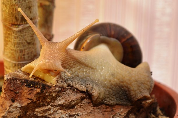 gastropod
