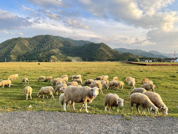 sheep