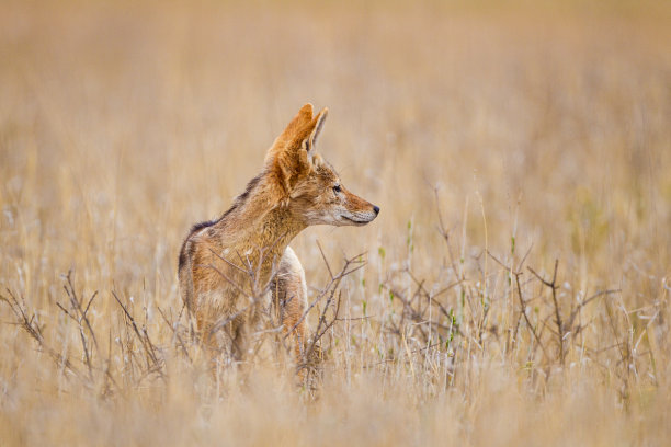 jackal