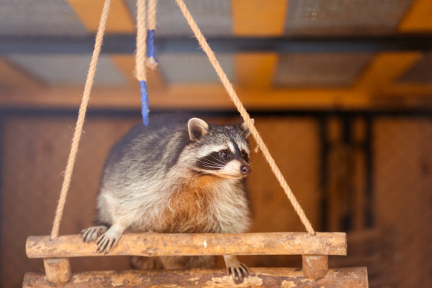 captivity