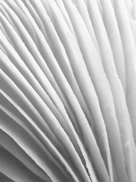 gills