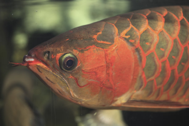 arowana