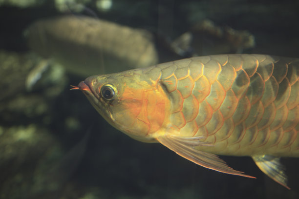 arowana