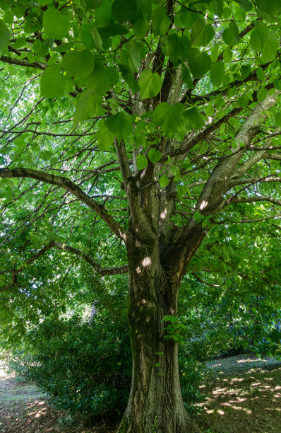 arboretum