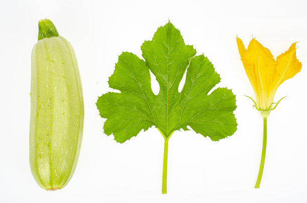 courgette