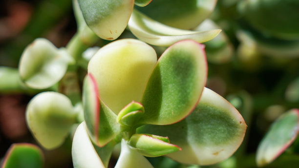 crassula