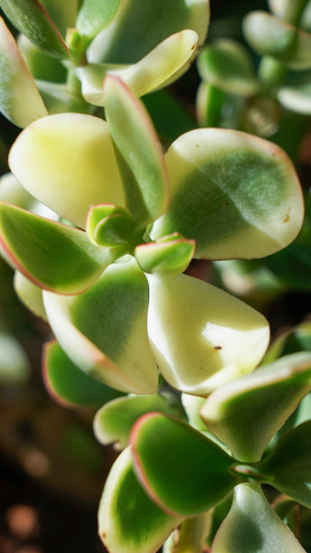 crassula