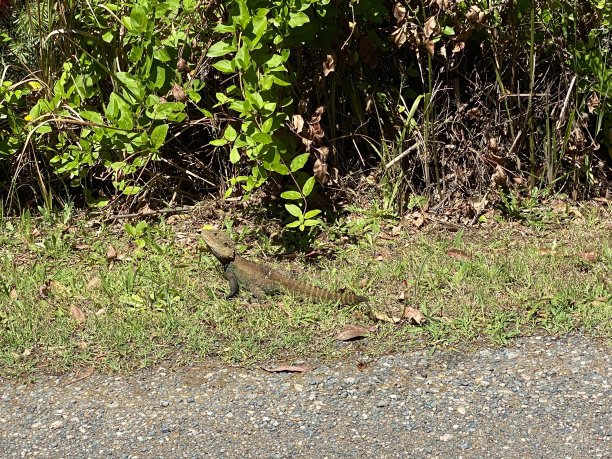 physignathus